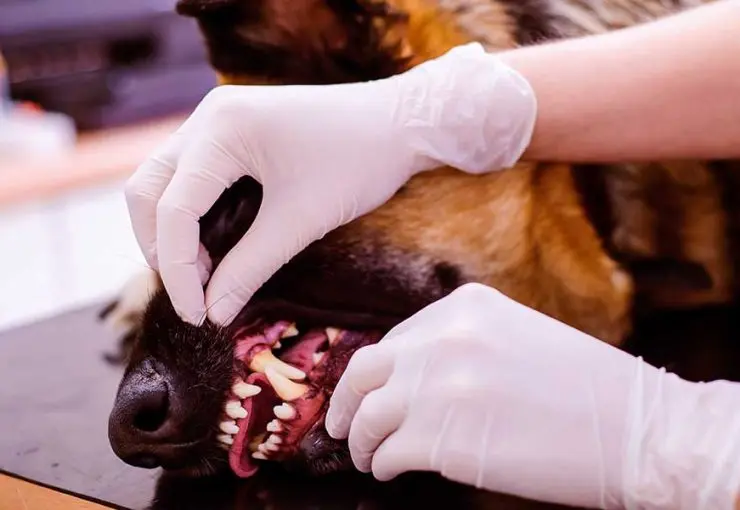 A veterinary professional wearing white gloved hands lifts a dog's upper lip to examine its teeth and gums closely.