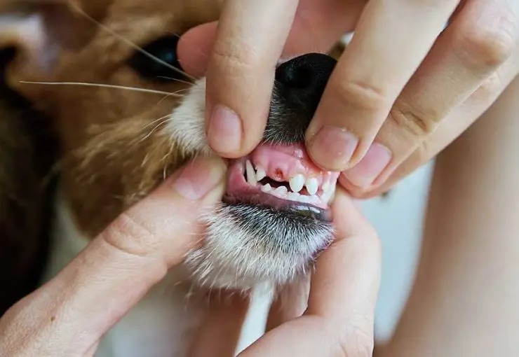 Hands gently lift a small dog's lip to inspect its teeth, revealing a damaged and broken tooth along the gumline.