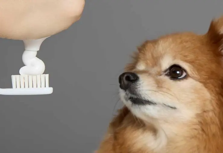 human toothpaste on dogs