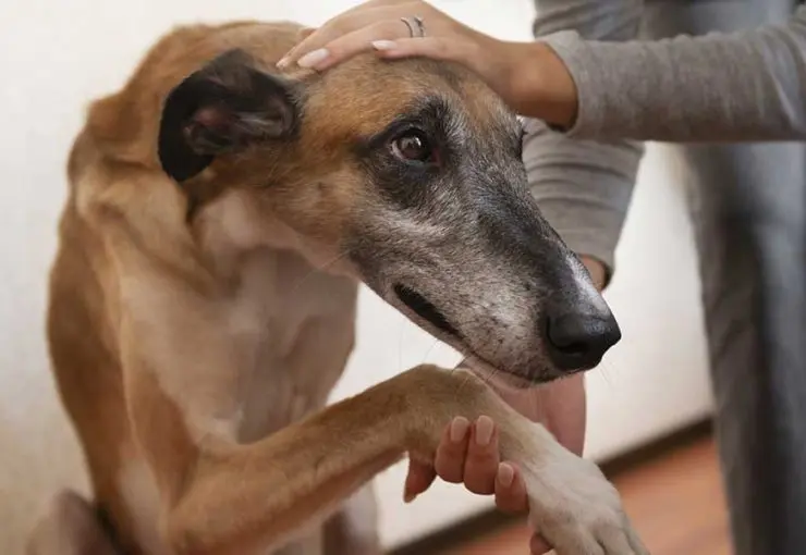 A owner gently comforts a senior dog by holding its front paw and petting its head to soothe joint discomfort.