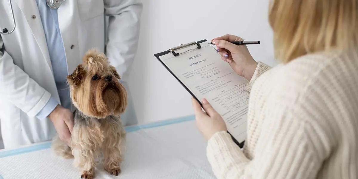 A veterinarian examines a small Yorkshire Terrier while the owner fills out intake paperwork during a pet's first wellness exam.