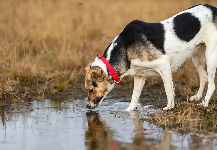 A black and white dog with a red collar bends down to drink water directly from a muddy puddle outdoors.