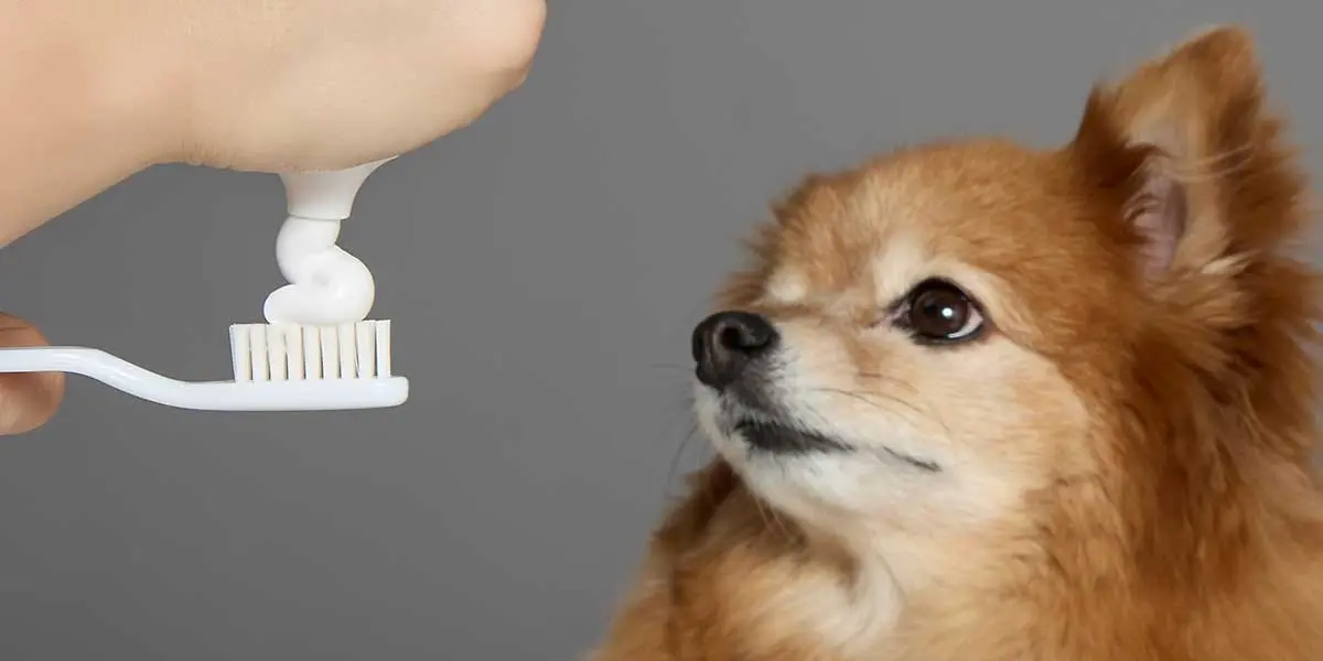 human toothpaste on dogs