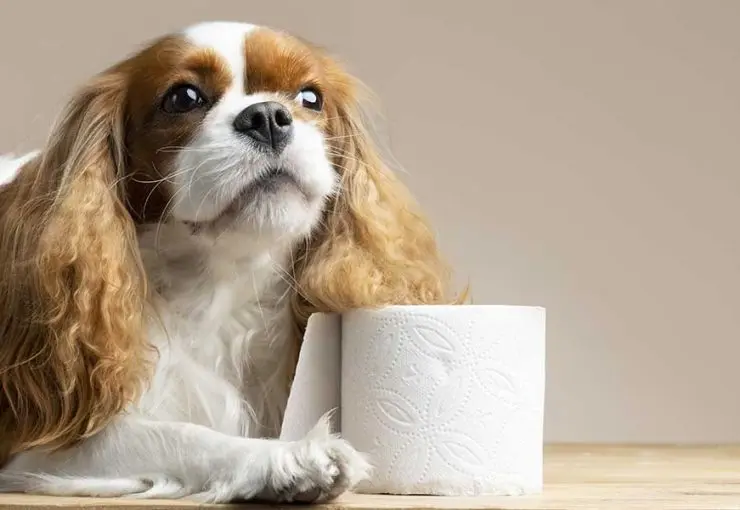 diarrhea in pets