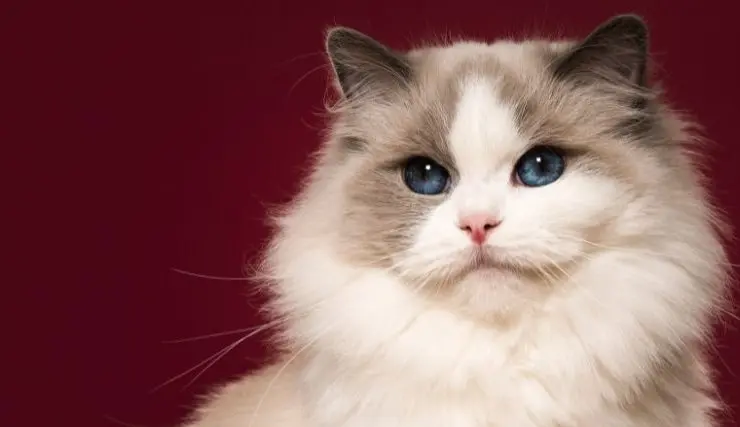 Close-up portrait of a fluffy long-haired cat with deep blue eyes and a white and gray coat.
