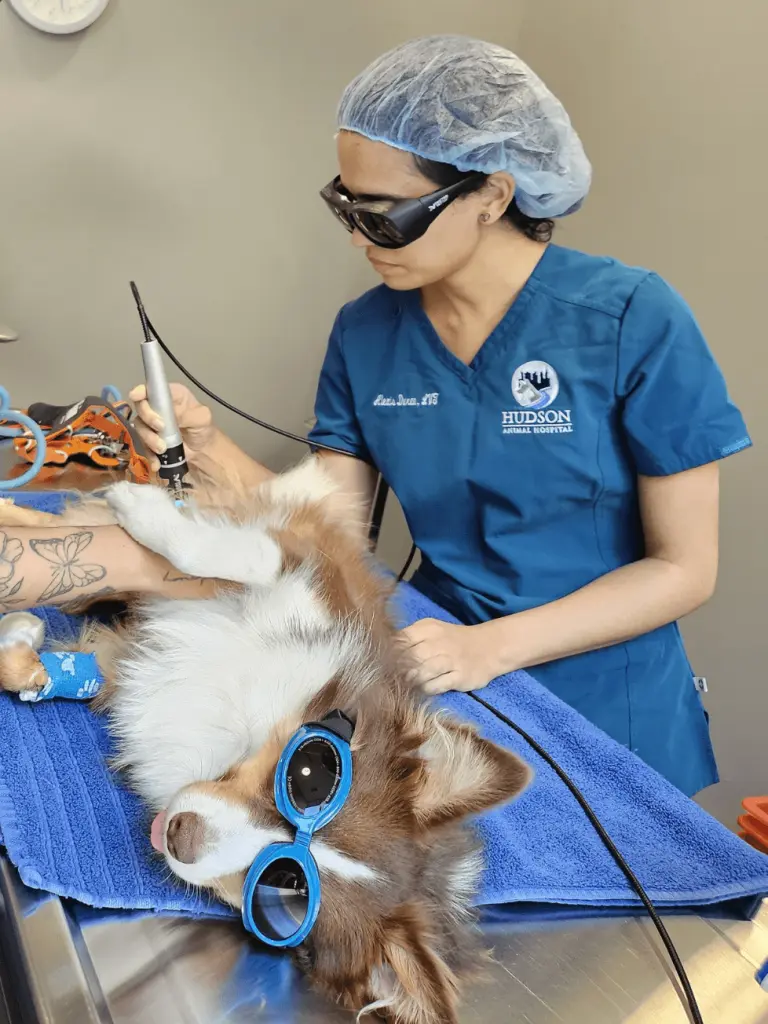 A dog wearing blue protective goggles receives cold laser therapy from a veterinarian at Hudson Animal Hospital.