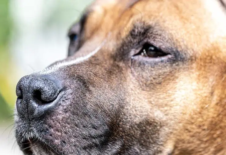 dogs nose dry and cracked