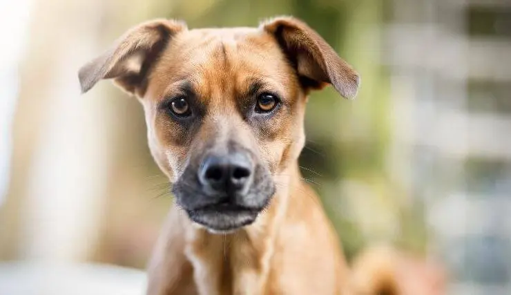 Brown mixed-breed dog with folded ears and dark facial markings looking directly at the camera.