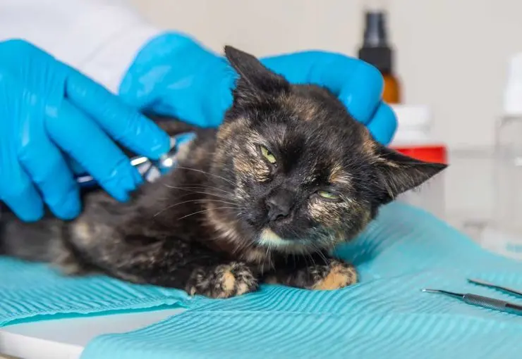 signs of ringworm in cats