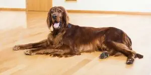 How To Care for Large-Breed Dogs