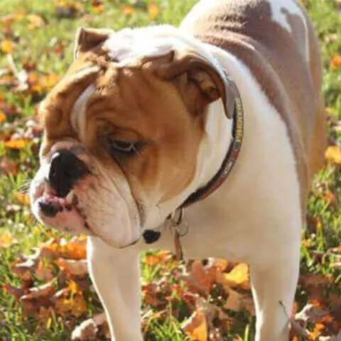 English Bull
