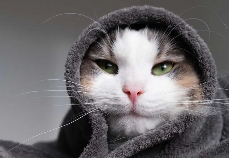 cat is coughing and wheezing