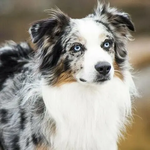 Australian&nbsp;Shepherd