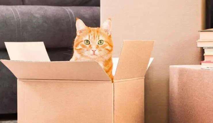 Orange tabby cat sitting inside an open cardboard moving box surrounded by packed household items.