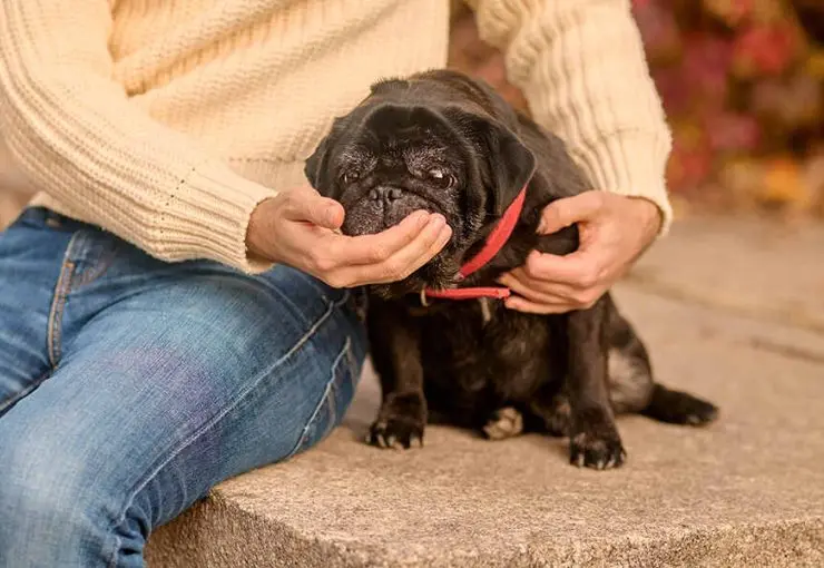 signs of canine liver failure