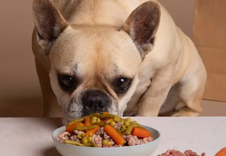 how can you tell if your dog has food allergies