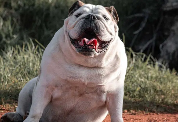 obesity in animals