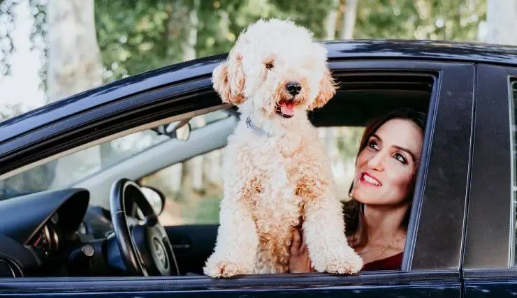 Woman smiling at a cream-colored poodle mix sitting beside her inside a car during a road trip.