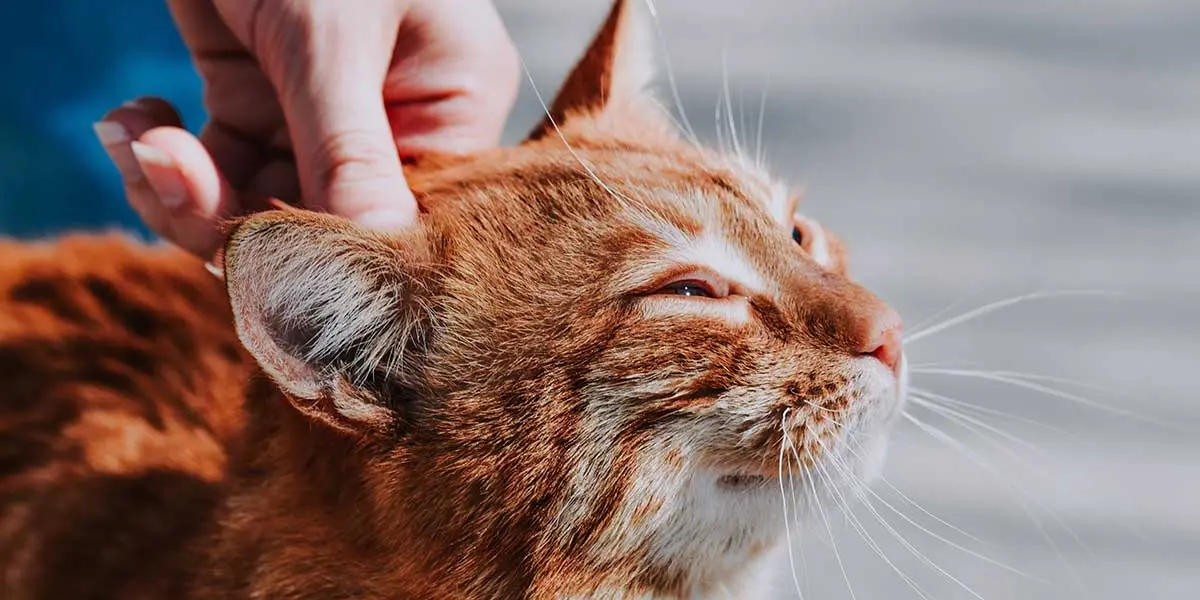 A hand gently holds back the ear of an orange cat to inspect it closely for mites or infection.