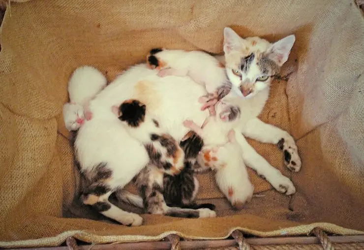when can i get my cat spayed after having kittens