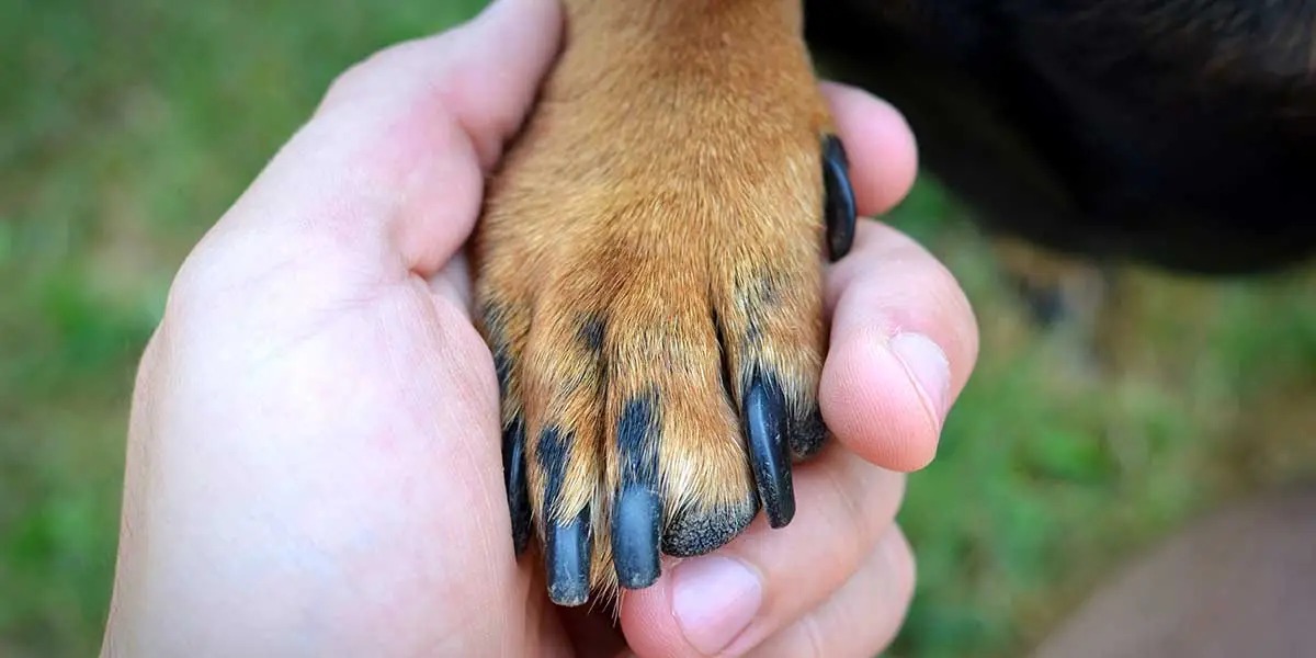 Person holding a dog's paw to inspect long black claws, illustrating first aid steps when a dog breaks a nail.