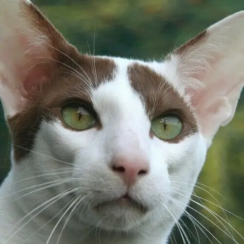 Oriental Shorthair cat with large ears, striking green eyes, and a white and brown bicolor coat.
