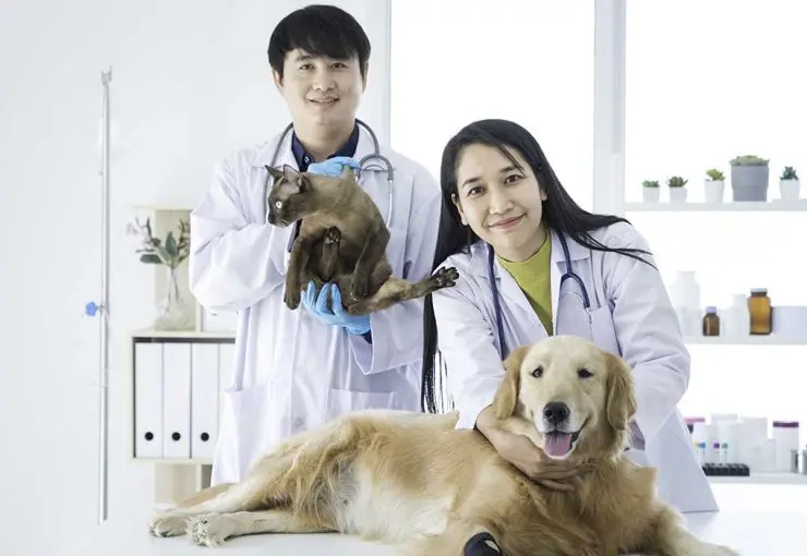 animal hospital vs vet