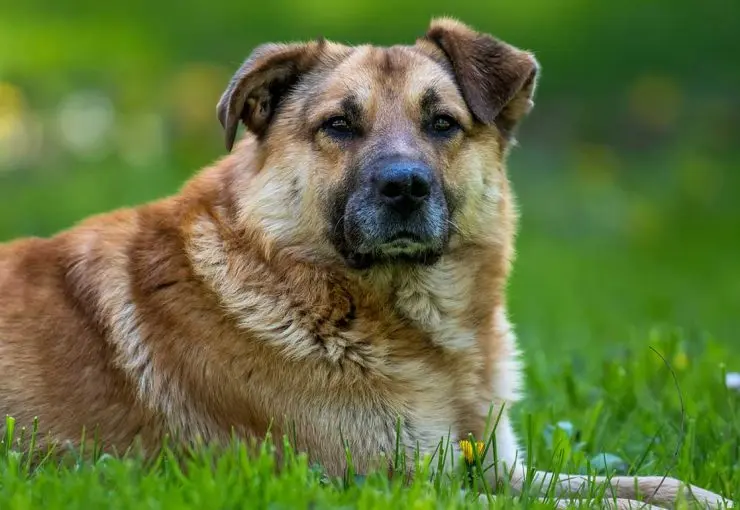 hypothyroidism in dogs symptoms