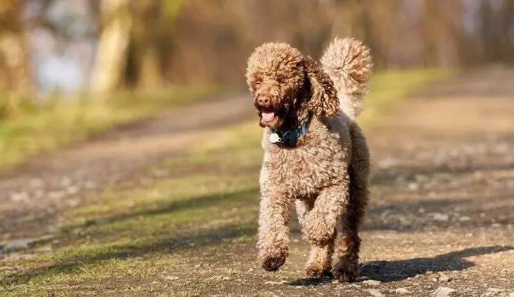 Brown Miniature Poodle running happily along an outdoor path, illustrating why the breed is a popular canine companion.