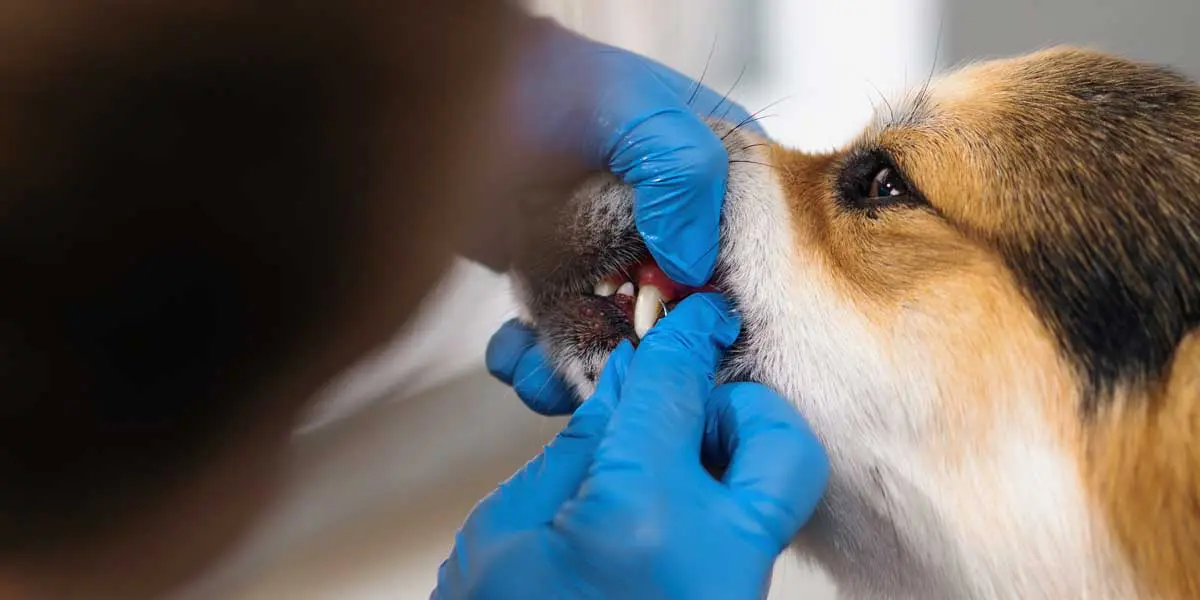 how to clean dogs teeth
