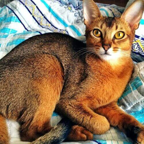 A sleek Abyssinian cat with a warm ruddy ticked coat and large pointed ears rests comfortably on a patterned blue-and-white blanket at Hudson Animal Hospital.