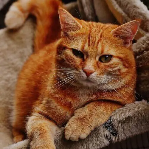 Orange tabby mixed-breed cat with striped markings resting comfortably in a soft gray pet bed.