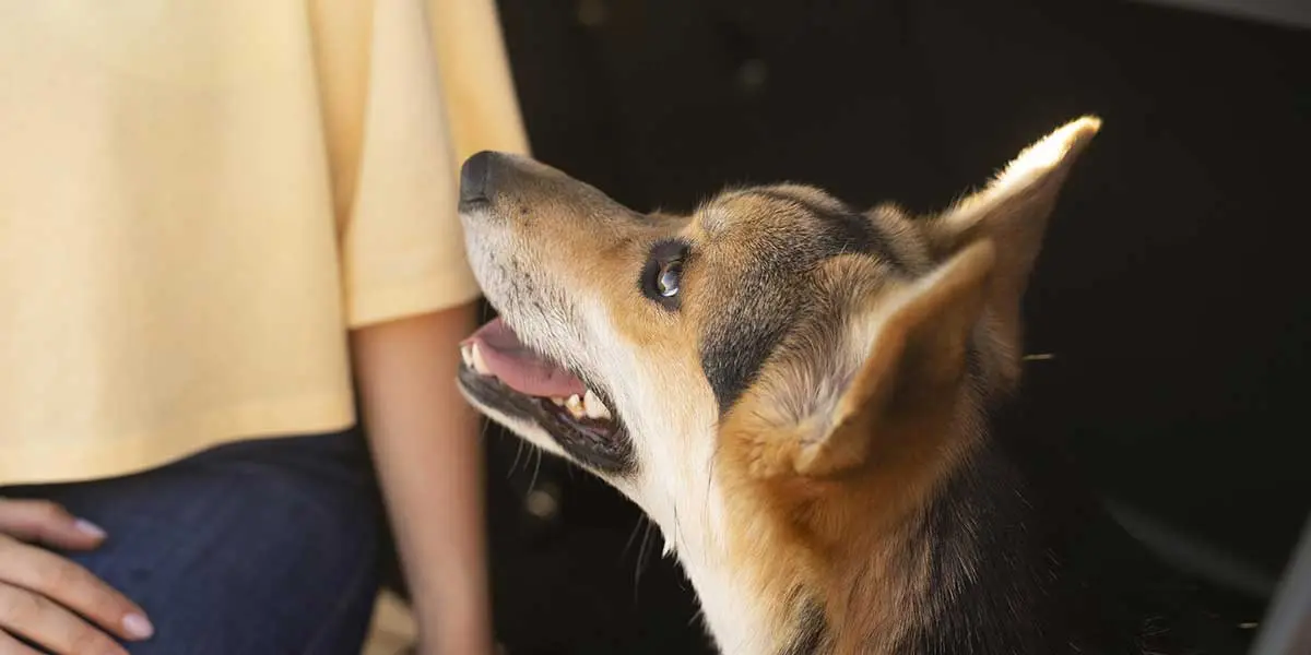 An anxious senior Corgi dog looks up at its owner, illustrating why aging pets experience pacing and nighttime restlessness.