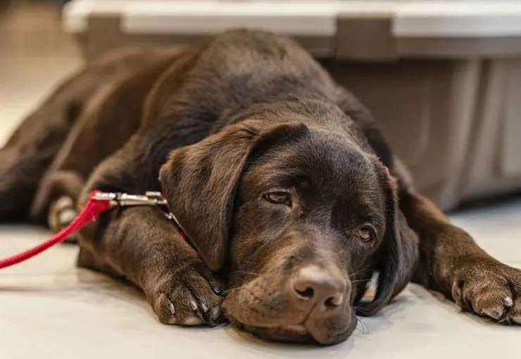 how to tell if a dog is dehydrated