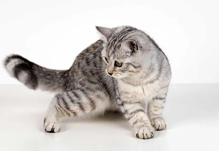 why is my cat limping