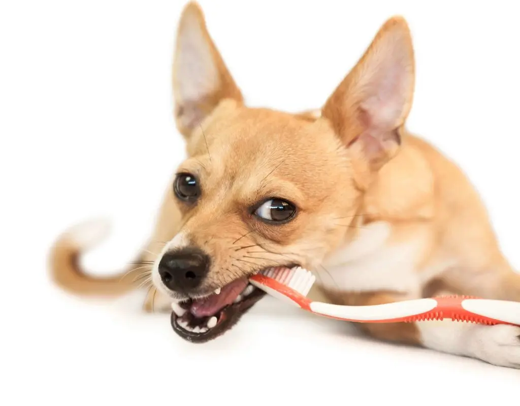 Small tan-and-white dog with upright ears playfully chewing on an orange-and-white toothbrush.