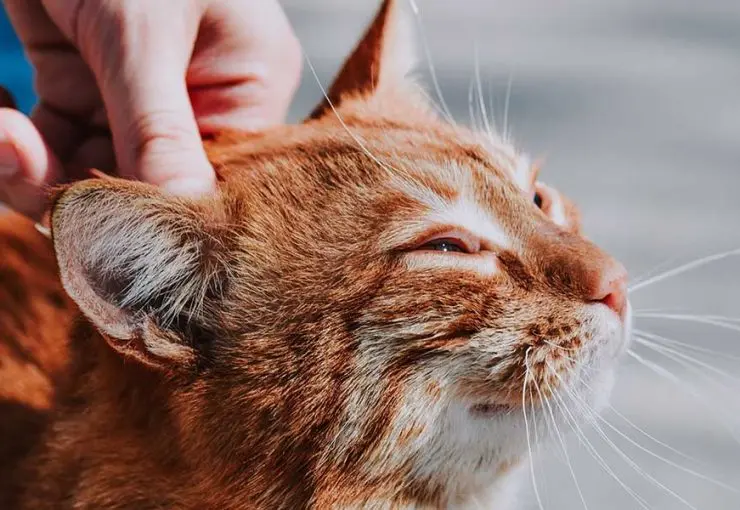 A hand gently holds back the ear of an orange cat to inspect it closely for mites or infection.