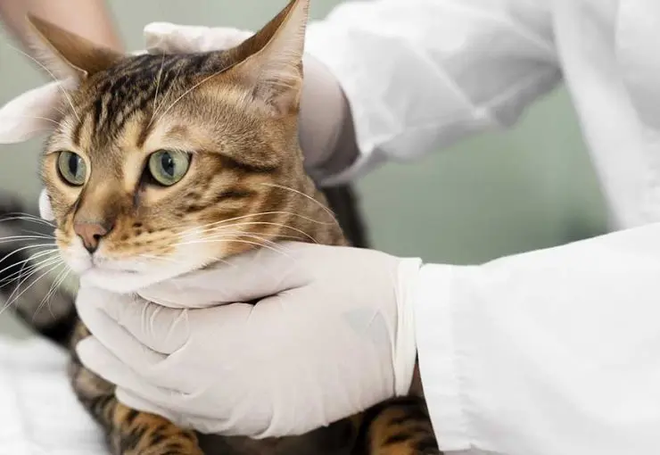 bladder stones in cats