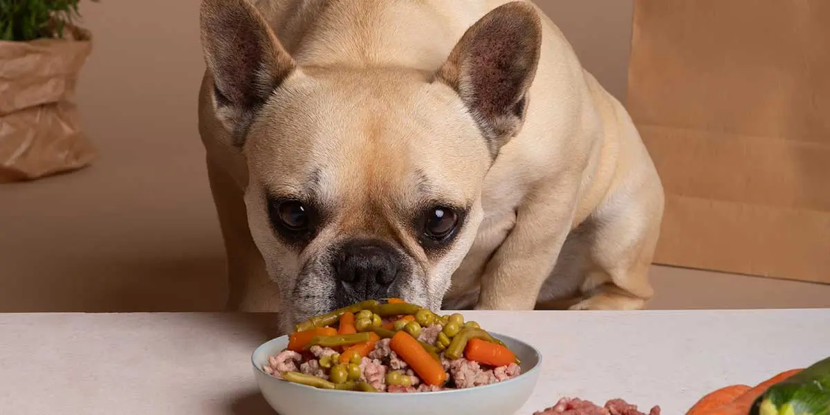 how can you tell if your dog has food allergies