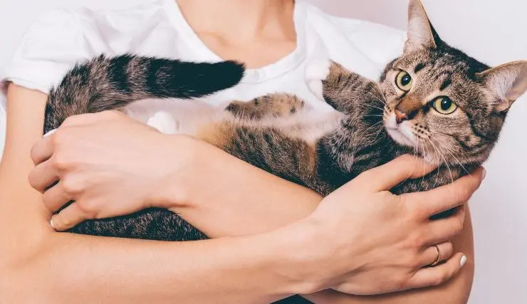 Person holding a calm tabby cat in their arms, representing the commitment involved in caring for a pet throughout its life.