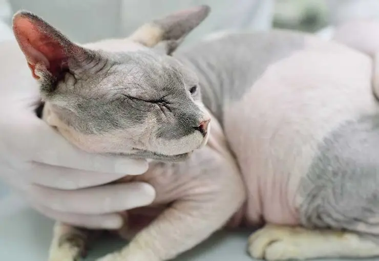signs of kidney disease in cats
