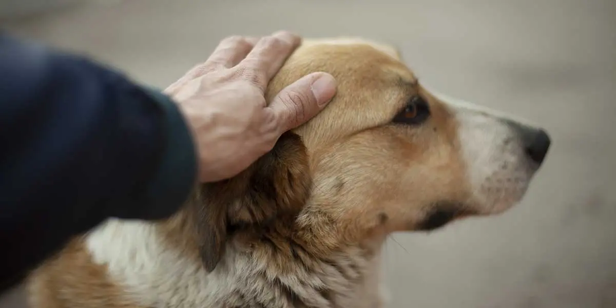 A gentle hand comforting a reunited stray dog, illustrating essential advice from the ultimate NYC lost pet recovery guide.