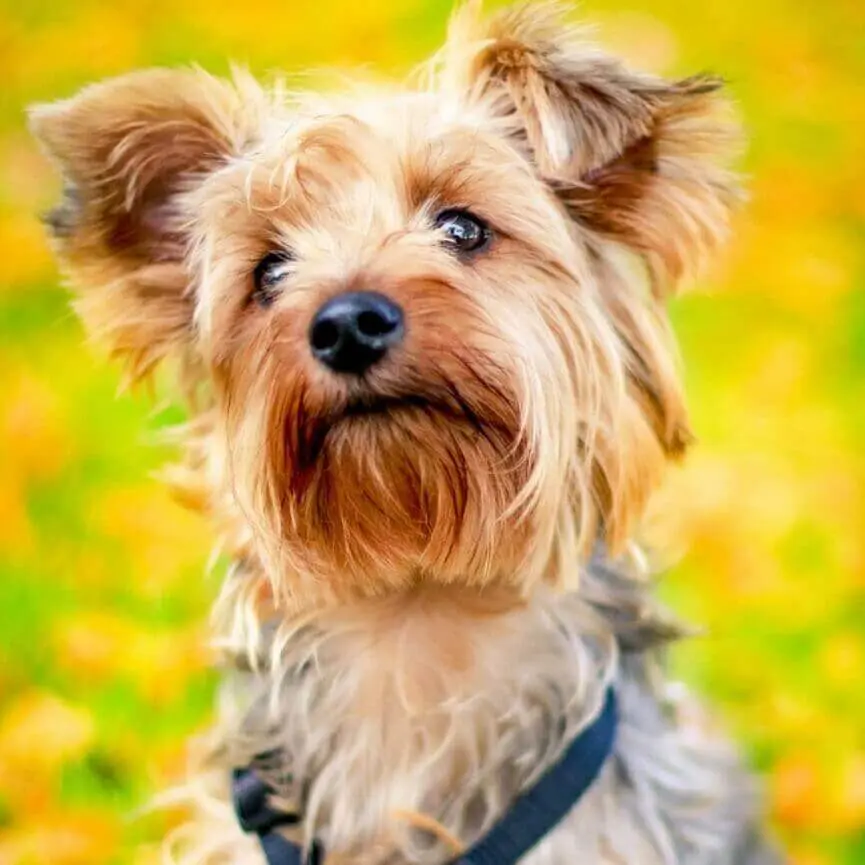 A Yorkshire Terrier with a silky coat and dark eyes looks toward the camera with its pointed ears visible.