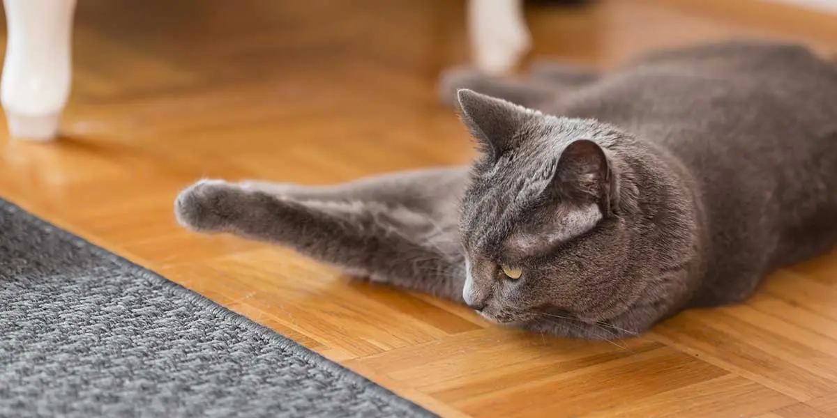 what to do if your cat has a seizure