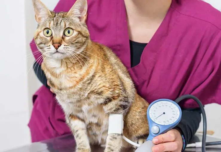 A veterinary professional checks a tabby cat's blood pressure using a blood pressure cuff attached to its front leg.