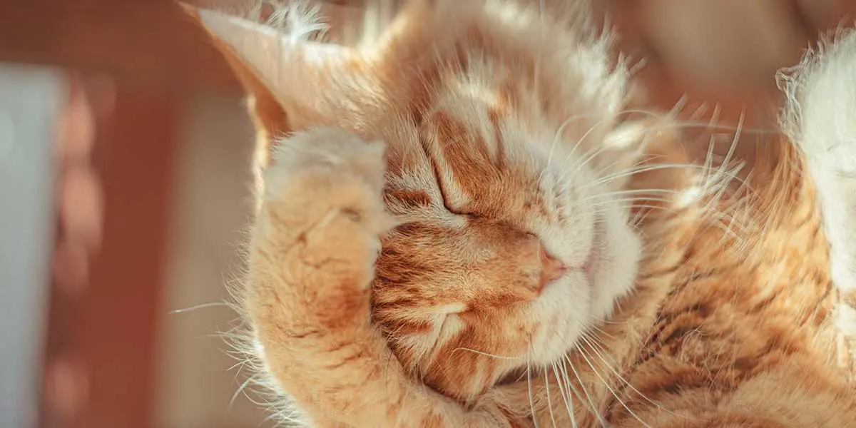 cat shaking head