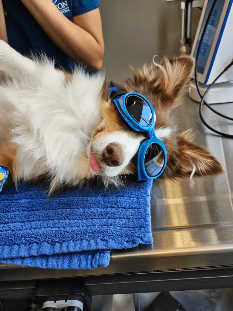 A fluffy dog rests on a blue towel wearing protective goggles during preparation for cold laser therapy.