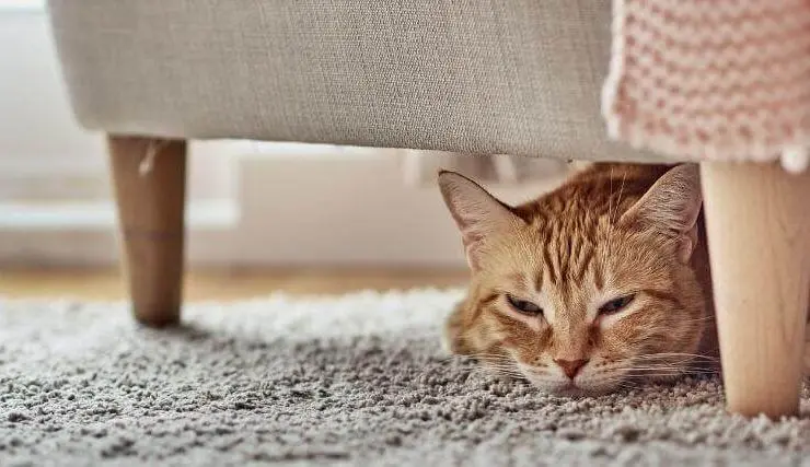 Orange tabby cat hiding underneath furniture, illustrating how cats in pain may conceal themselves.