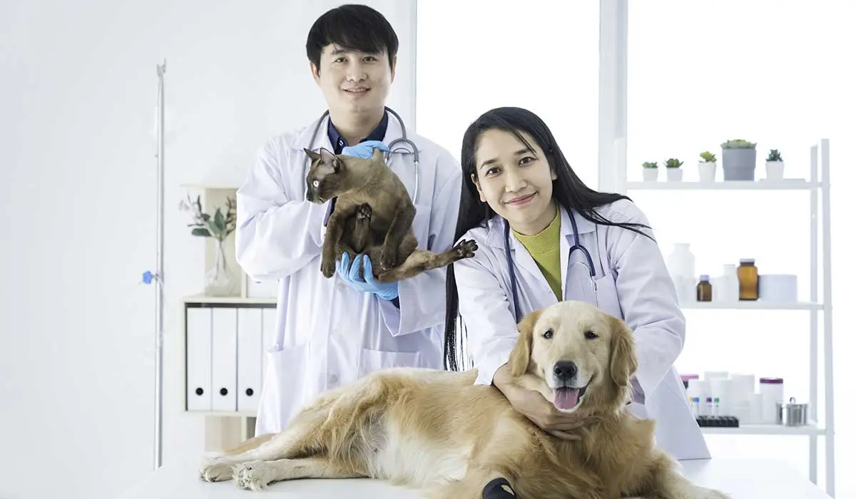 animal hospital vs vet