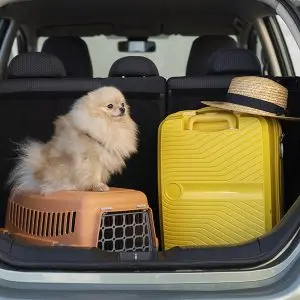 traveling with pets